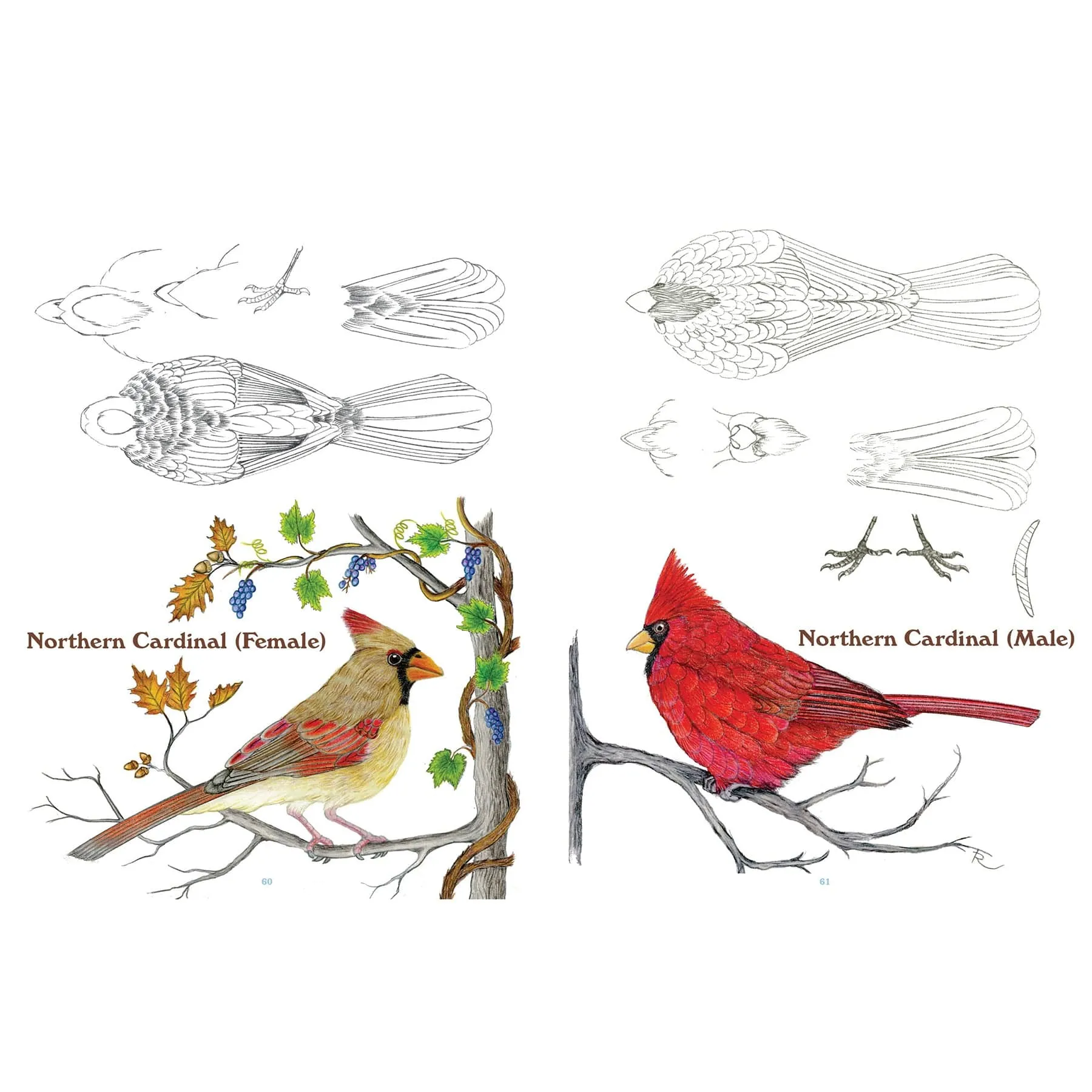 50 Bird Carving Patterns